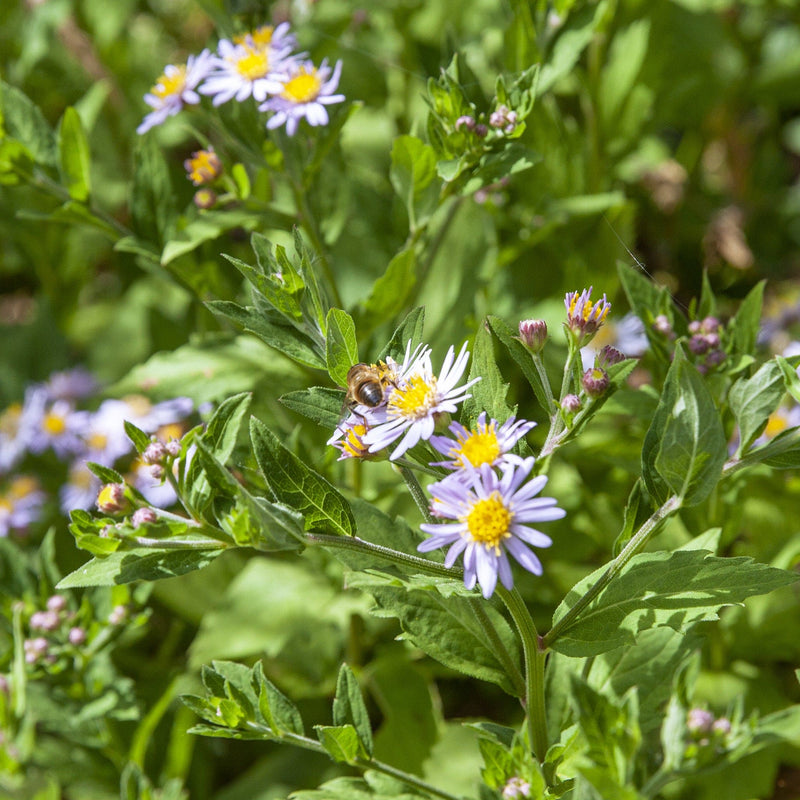 Close up van biologische herfstaster Asran, licht violet langwerpige bloemblaadjes met een geel hart waar een bij op zit