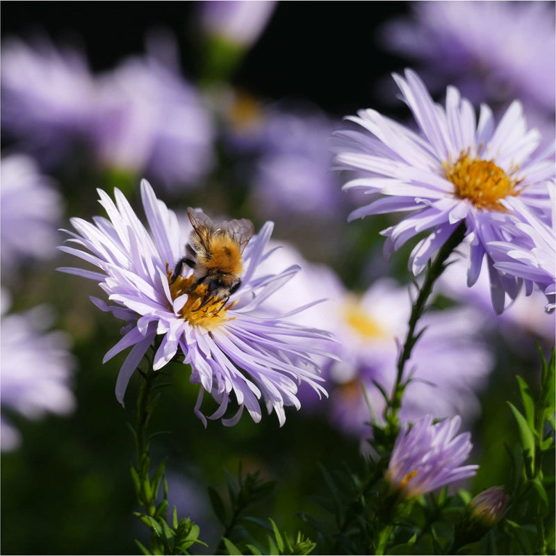 Close up van biologische herfstaster Asran, licht violet langwerpige bloemblaadjes met een geel hart waar een bij op zit