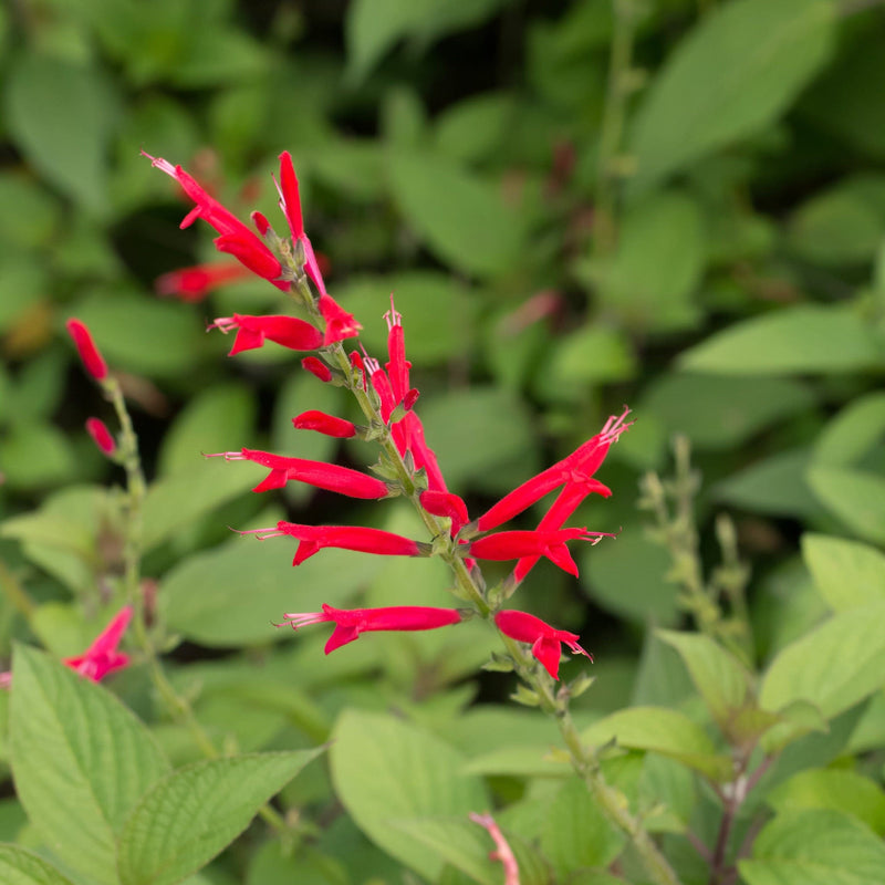 Stengel honingmeloensalie in het groen, met felrode langwerpige bloemen in de top
