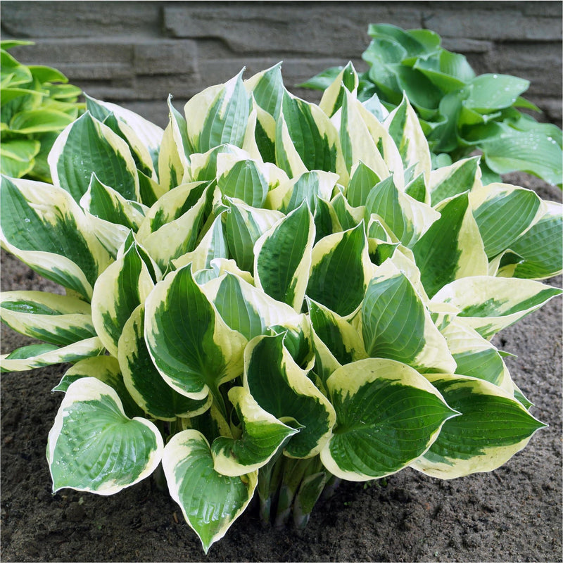 Biologische Hosta Queen Josephine, licht rimpelend groen blad met witte vlammende randen en een lijnenpatroon in de lengte