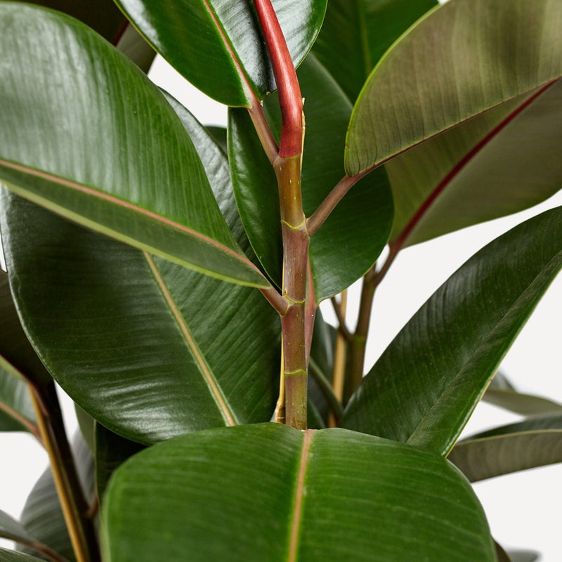 Indische Rubberplant