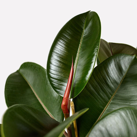Indische Rubberplant in pot 🎁 Indische Rubberplant in pot 🎁