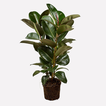 Indische Rubberplant Indische Rubberplant