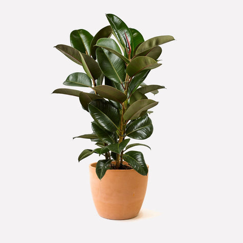 Indische Rubberplant in pot 🎁 Indische Rubberplant in pot 🎁