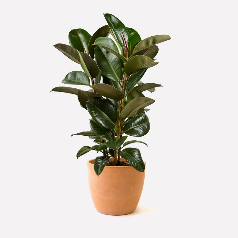 Indische Rubberplant
