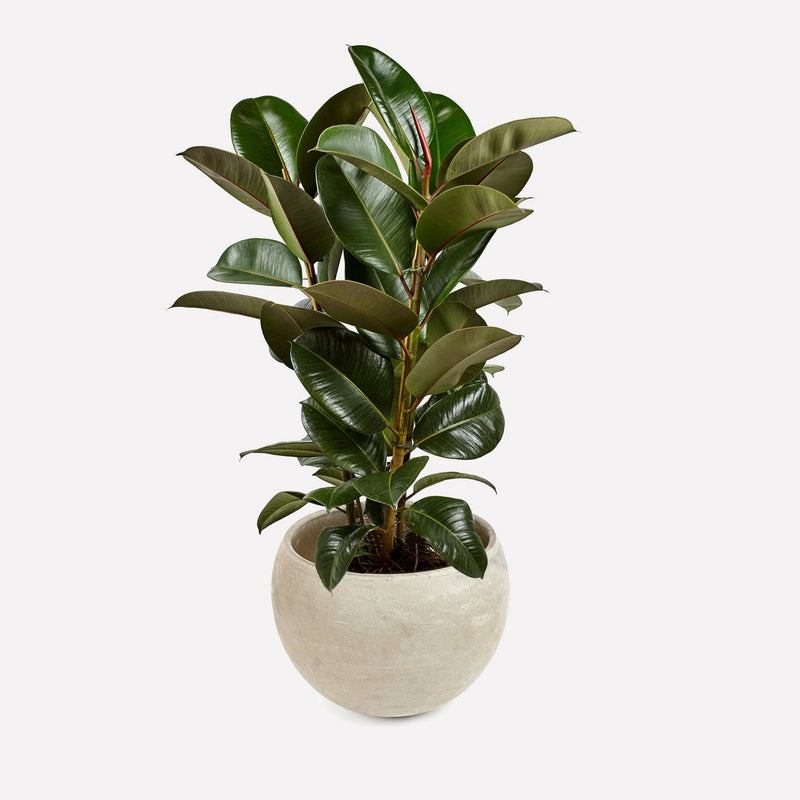 Indische Rubberplant