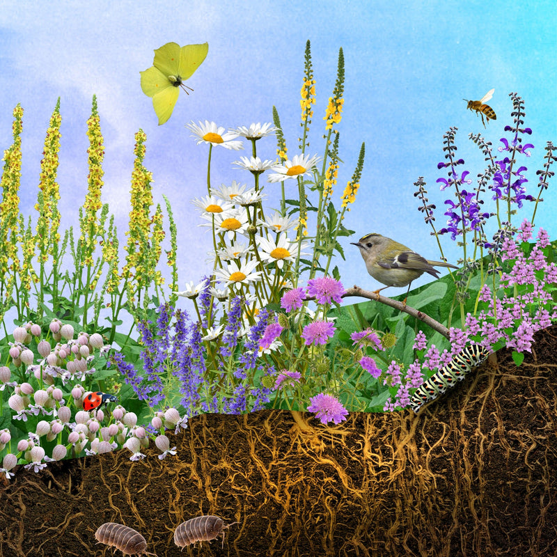 collagebeeld van planten, aarde, vogels en insecten.