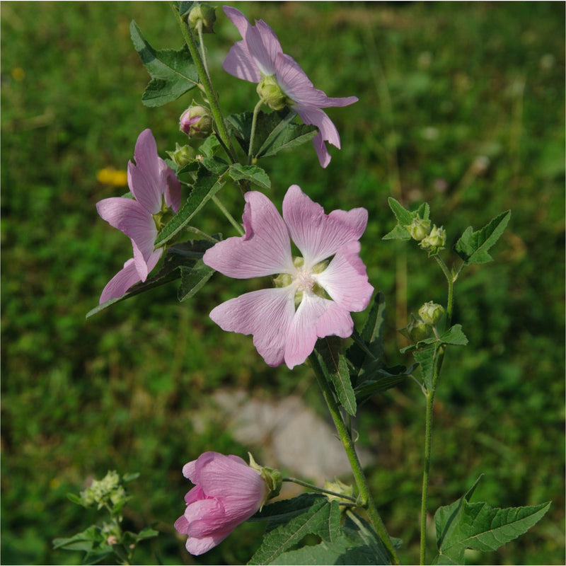 Kaasjeskruid, lichtroze bloemen met hartvormige blaadjes, aan een groene stengel in een veld