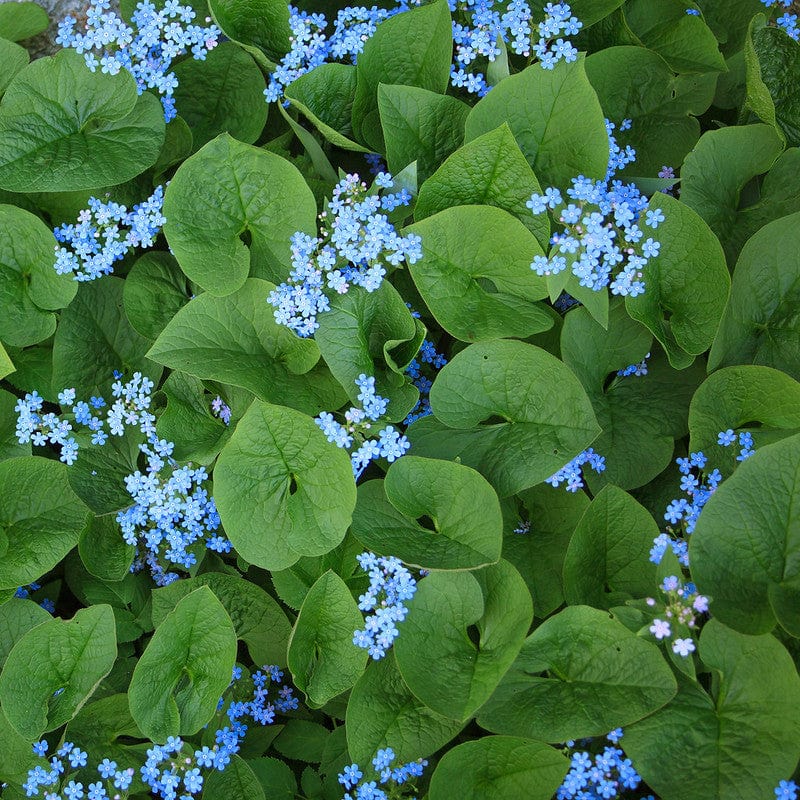 Kaukasisch vergeet me nietje in bloei met blauwe bloemen en groen blad.
