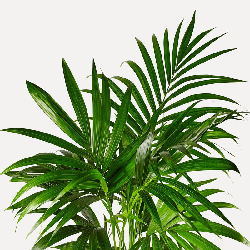 Kentia palm, lange, dunne , groene bladeren in de vorm van een waaier.