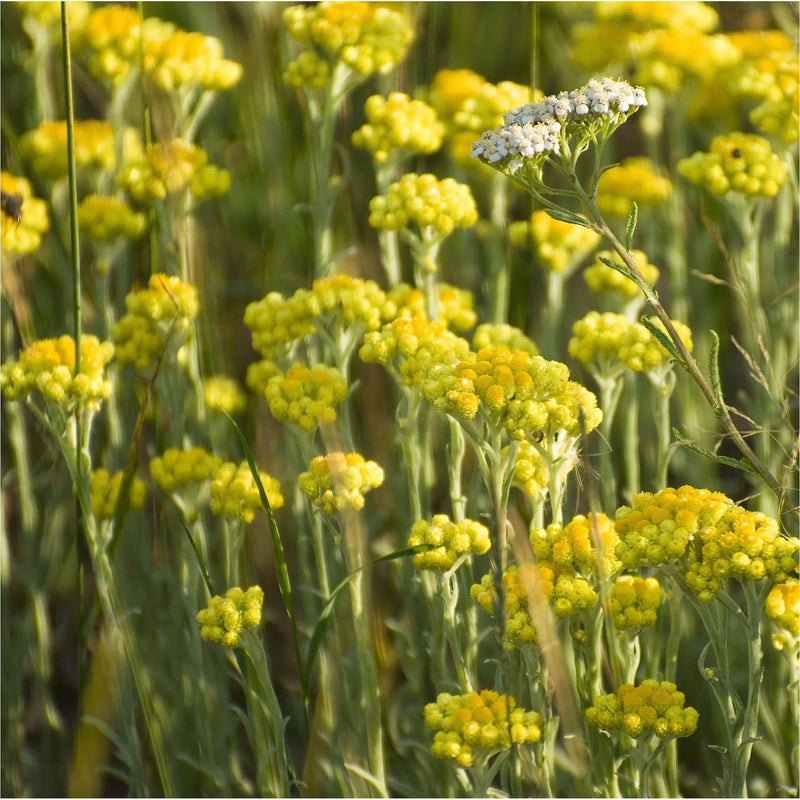 Kerrieplant, clusters witte en goudgele bloemetjes en knoppen, als toppen op vaalgroene stengels