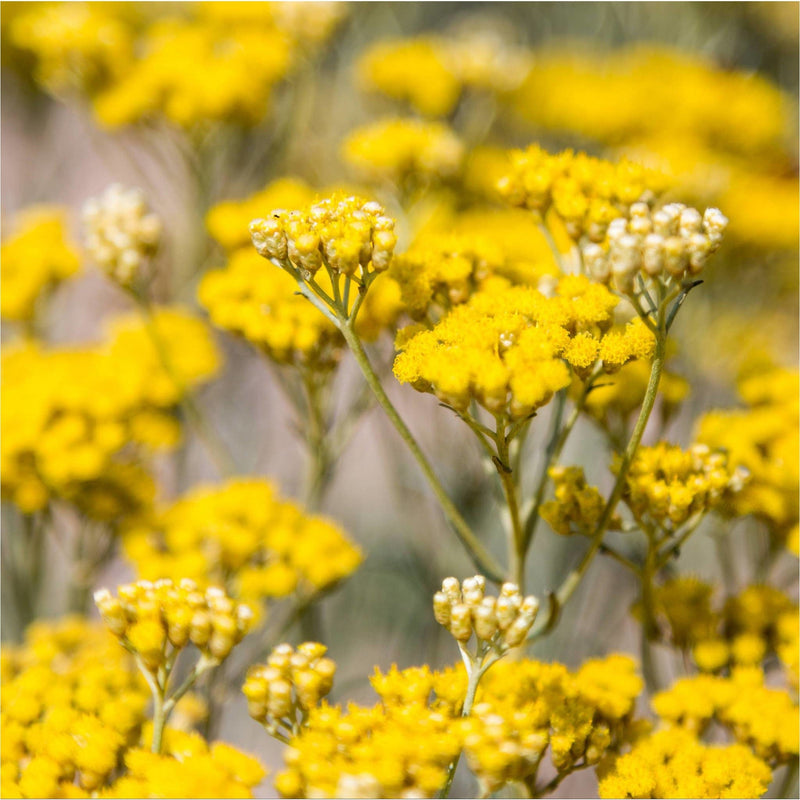 Close up van kerrieplant, clusters goudgele bloemetjes en witte knoppen, als toppen op vaalgroene stengels