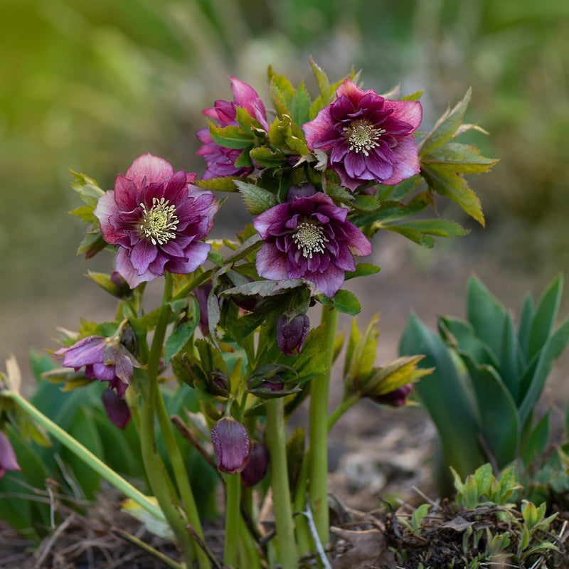 Kersroos (helleborus), tuinplant met zacht-gevlekte roze bloemetjes met een geel hart