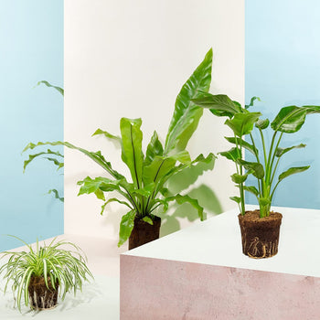 Kleine Jungle Kleine Jungle