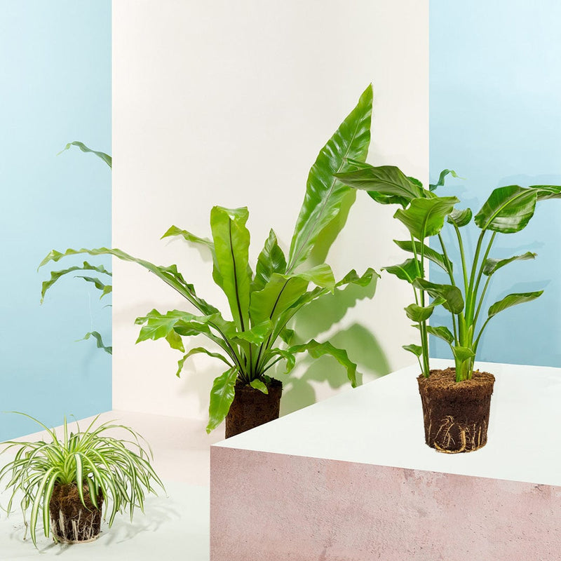 Kleine Jungle