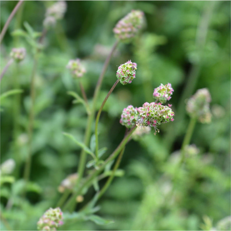 Close up van biologische Sanguisorba minor, kleine pimpernel, groene slanke stengels met groene toppen en felroze kleine spinachtige bloemetjes