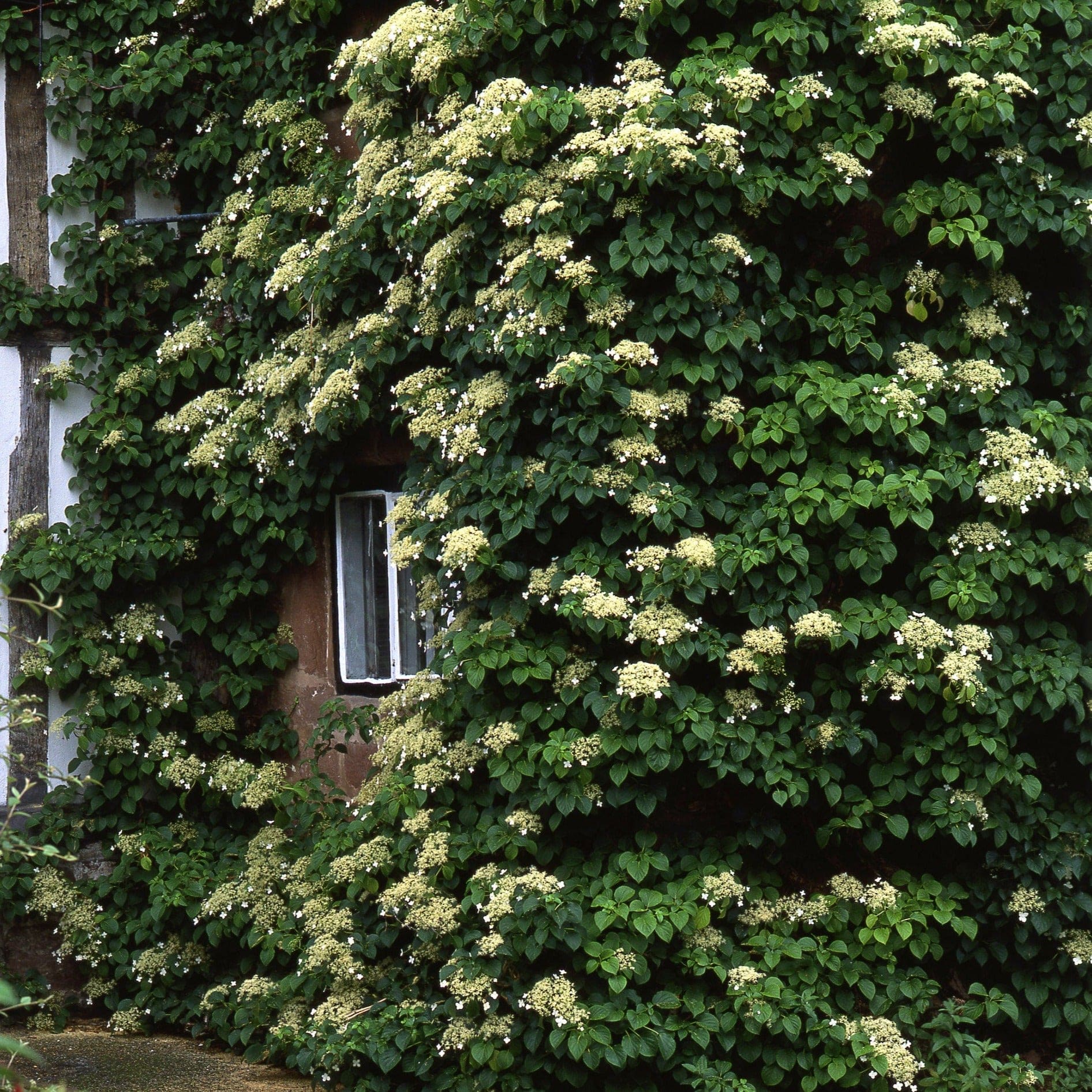klimhortensia-biologische-klimplant-sprinklr-co