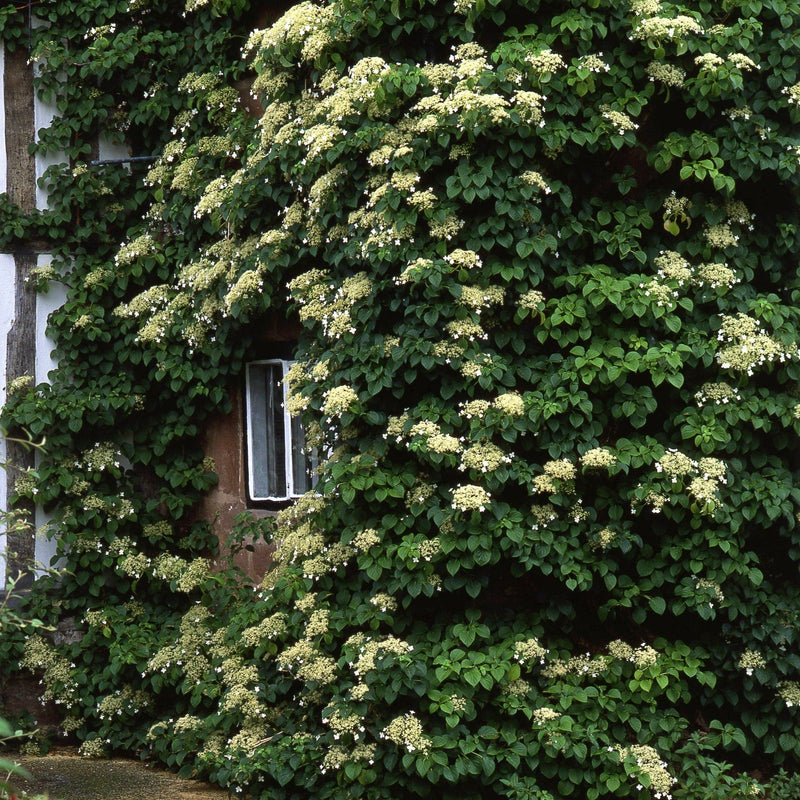 Biologische hydrangea tegen een gevel aangegroeid.