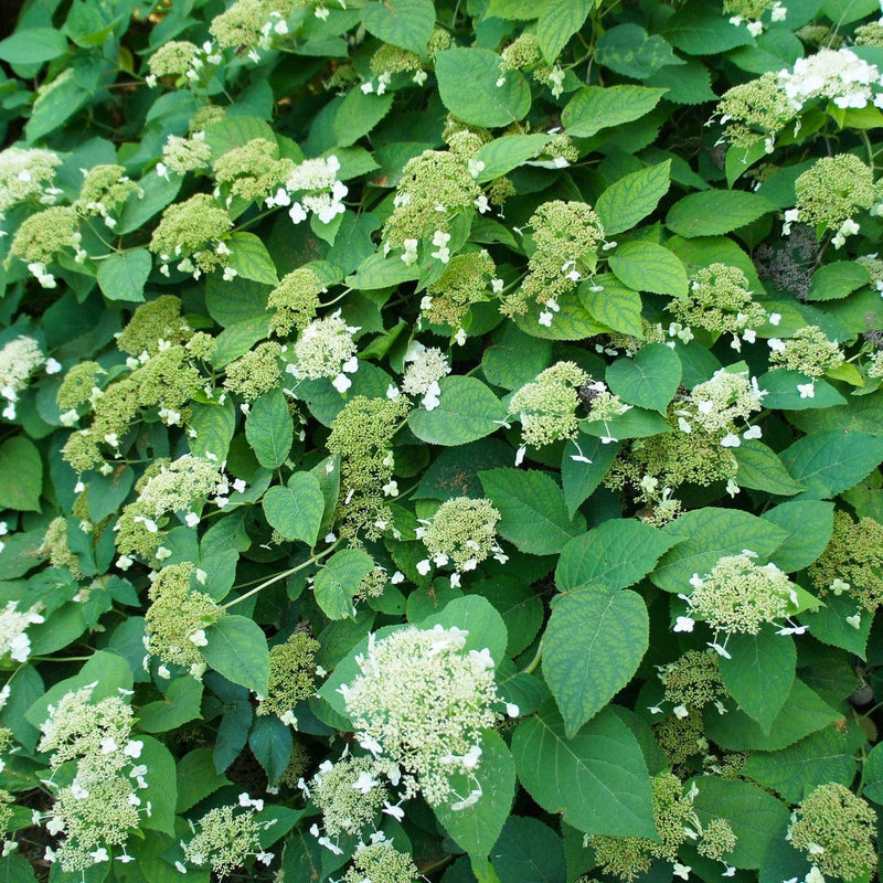 Biologische klimhortensia tegen een gevel. 