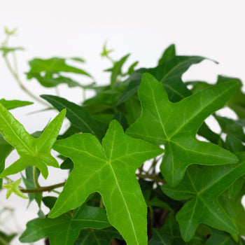 Klimop BIO Klimop BIO