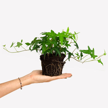 Klimop BIO Klimop BIO