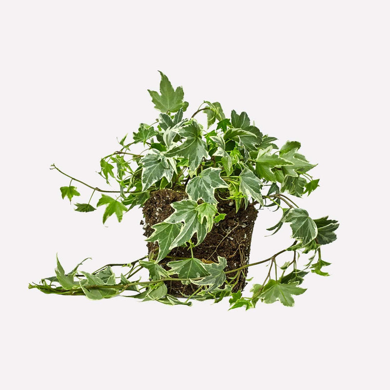 hedera, klimplant met kleine, groene en beige bladeren.