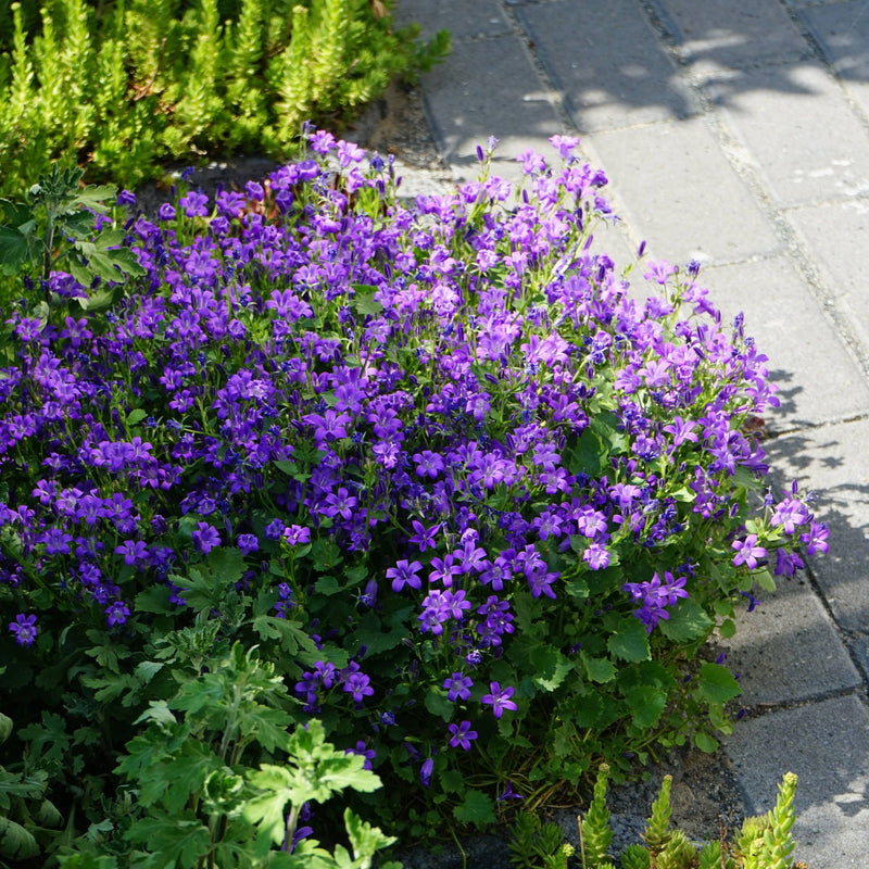 campanula, bossig plantje met paarse bloemen langs stenen paadje