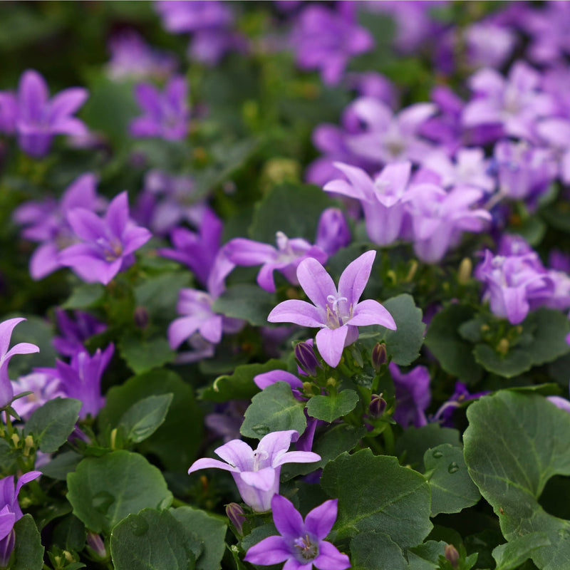 campanula, kleine paarse bloemetjes