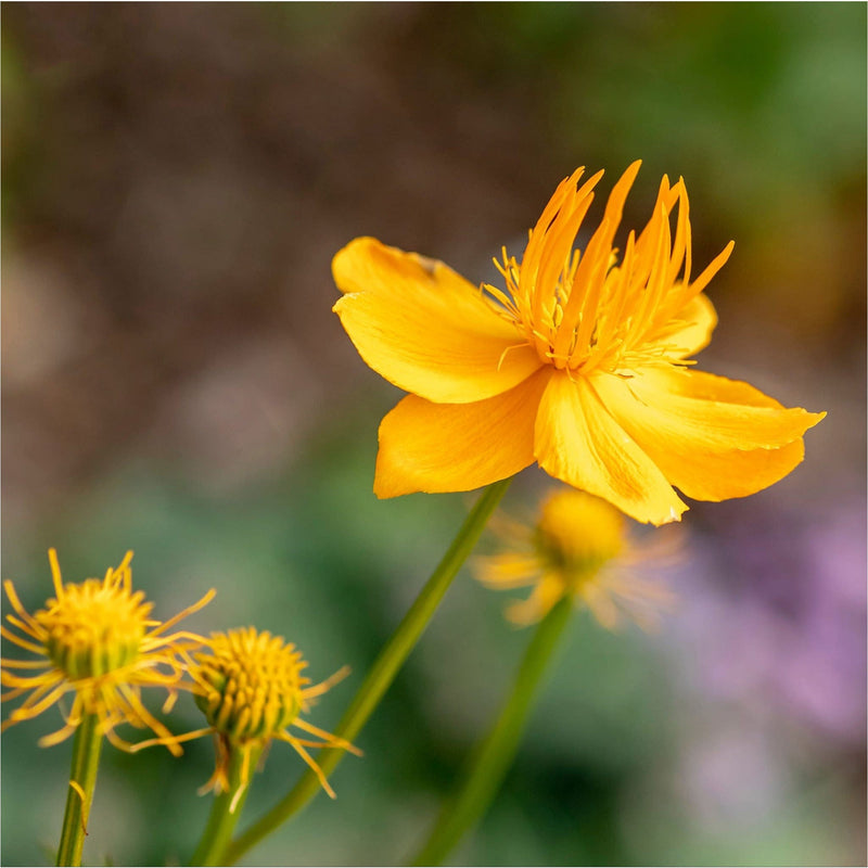 Close up van kogelboterbloem, een slanke groene stengel met goudgele bloem met omhoogstaande gele sprieten vanuit het hart