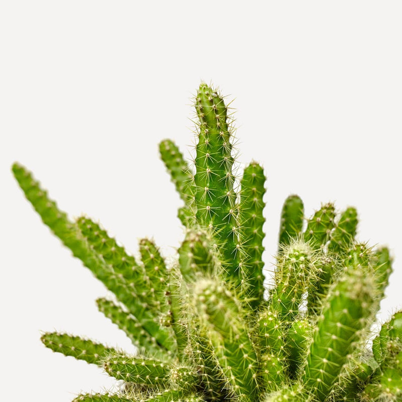 koningin van de nacht, cactus met groene, lange stengels met naalden.