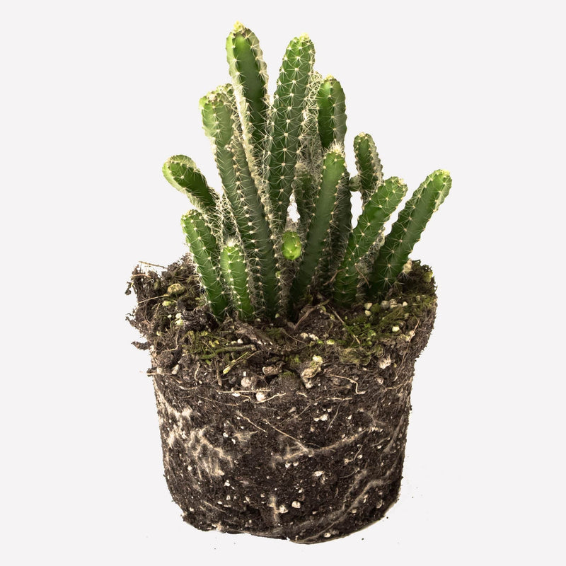 koningin van de nacht, cactus met groene, lange stengels met naalden.