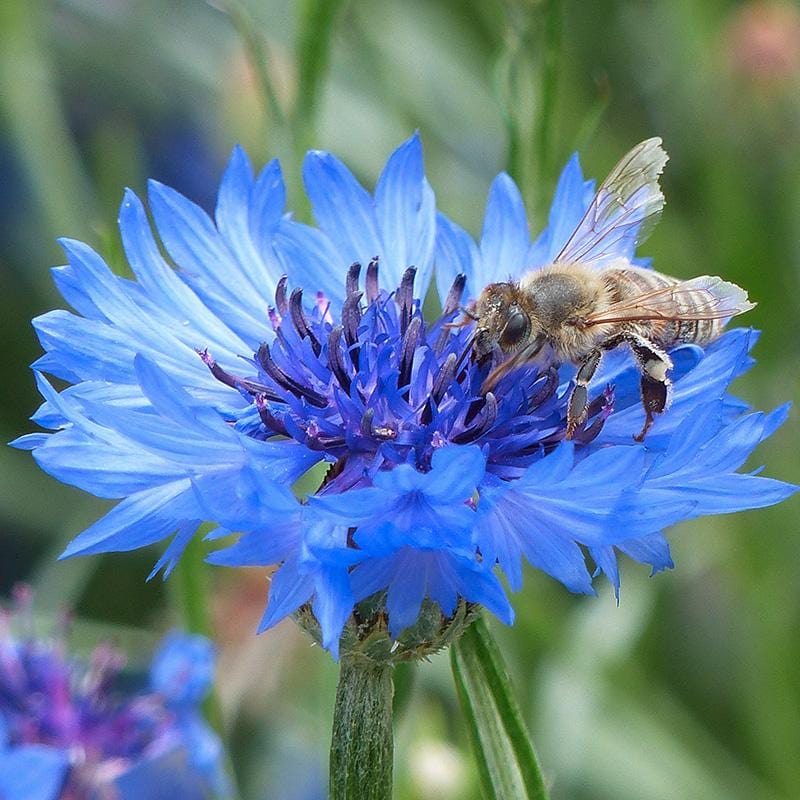 Close up van een bij op het hart van een korenbloem, met subtiel opstaande dunne blauwe bloemblaadjes en donkerpaarse stampers