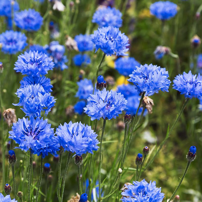 Korenbloem, met bloemblaadjes als stekelig blauwe pompoms op dunne groene stengels