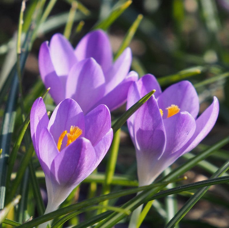 Biologische krokus barr's purple in het veld met bloemen.