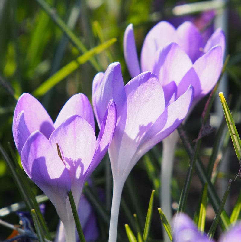 Biologische paarse krokus barr's purple in het gras.