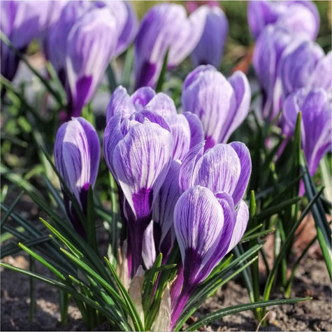 Krokus King of the Striped Krokus King of the Striped