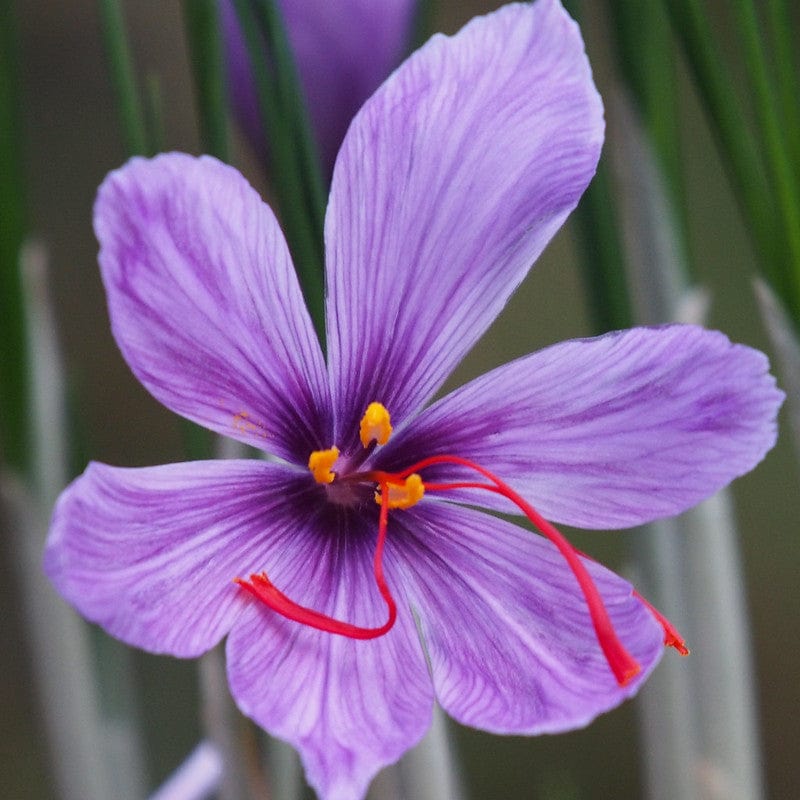 Krokus Sativus biologisch  met lange meeldraden