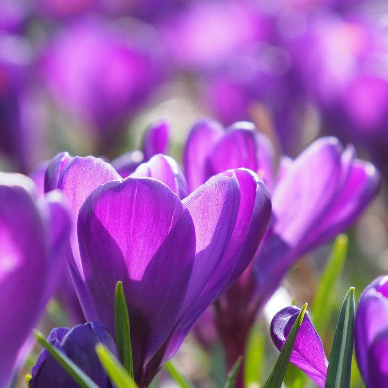Biologische krokus Flower record