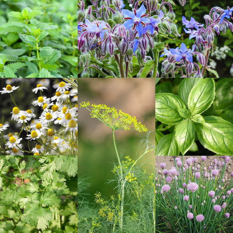 kruiden pakket zaden, collage van kruidensoorten en bloemen