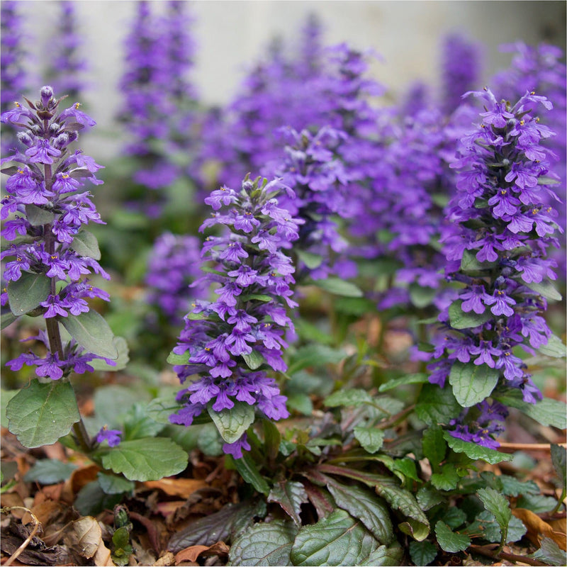 Kruipend zenegroen biologisch, of Ajuga reptans, groen-bruin stevig blad waar stengels met opgaande paarse bloementoppen uit oprijzen