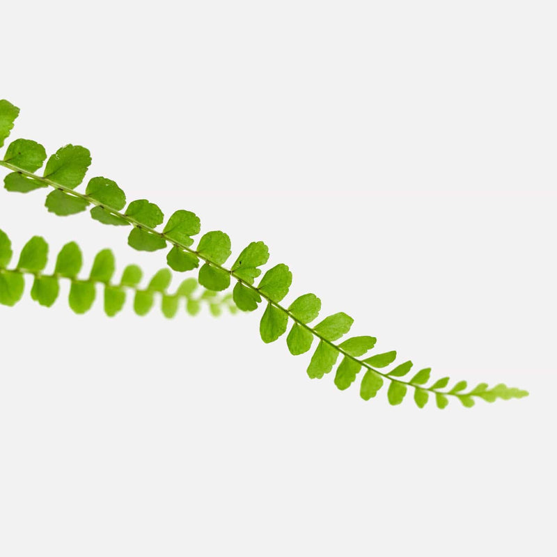 Krulvaren, close up van lang blad.