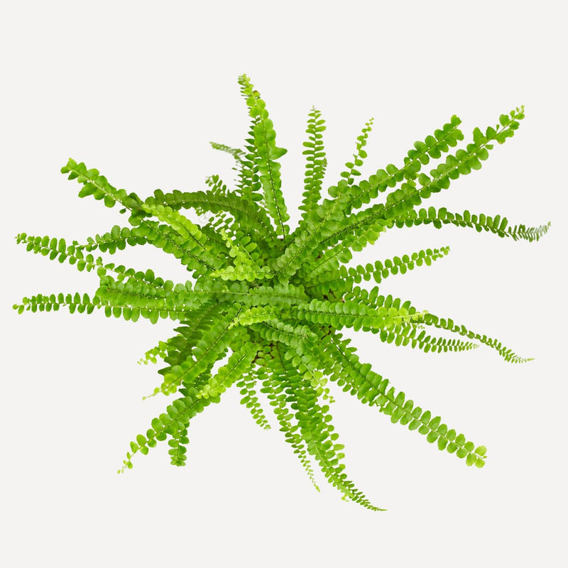 Krulvaren, plant van bovenaf gezien met lange, lichtgroene, gekartelde bladeren.