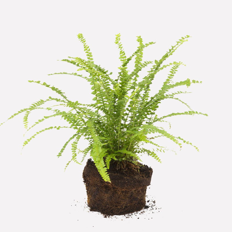 Krulvaren, hele plant met lange, lichtgroene, gekartelde bladeren.