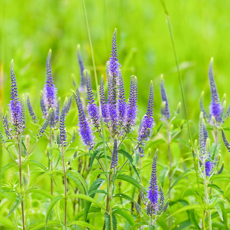 lange ereprijs, paarse aren in groen veld