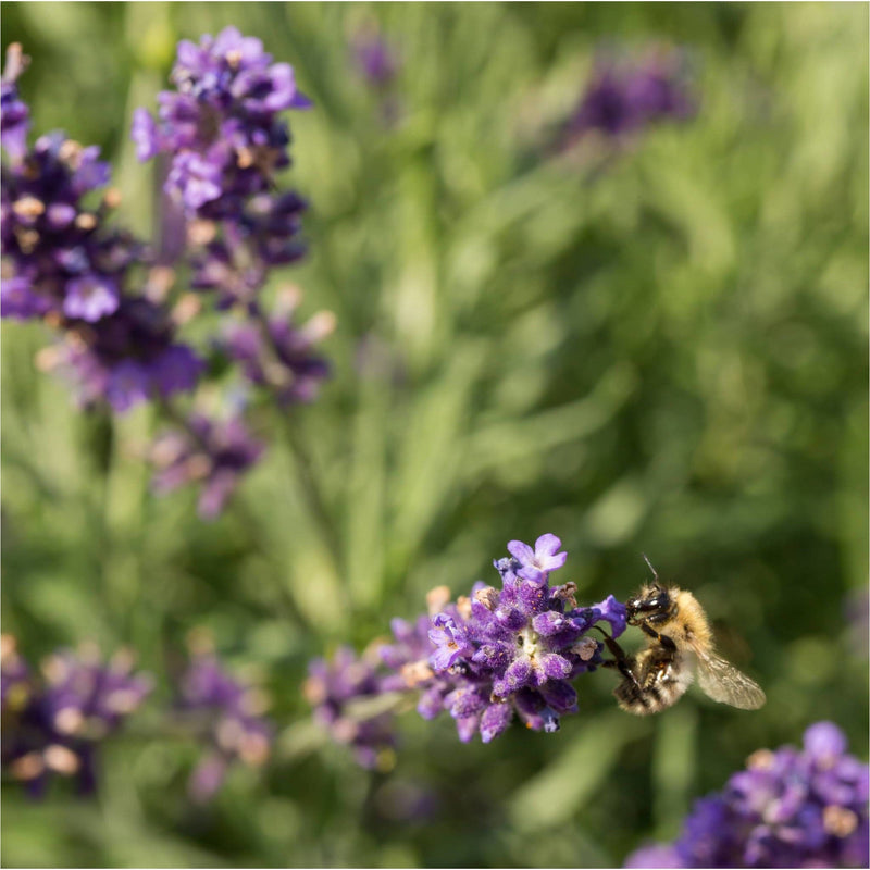 Lavendel angustifolia Hidcote biologisch in bloei met bij op de bloemtop.