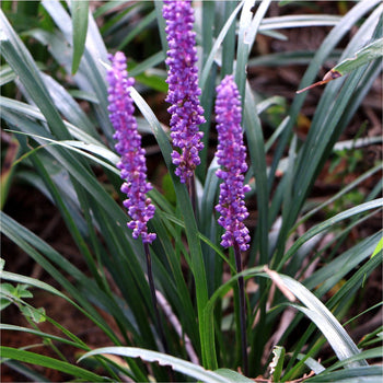 Leliegras Big Blue Leliegras Big Blue