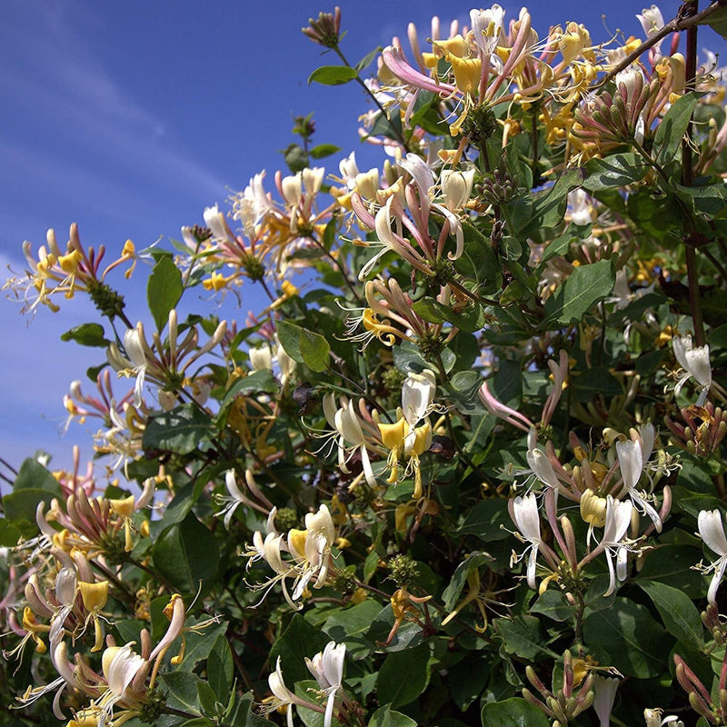 biologische wilde kamperfoelie struik met bloeiende bloemen.