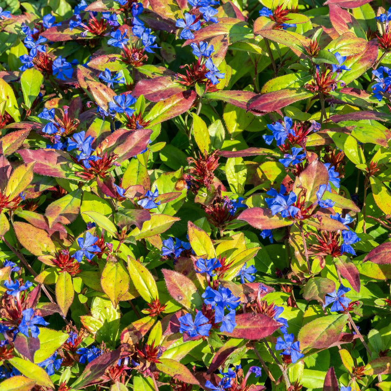loodkruid, blauw en rood