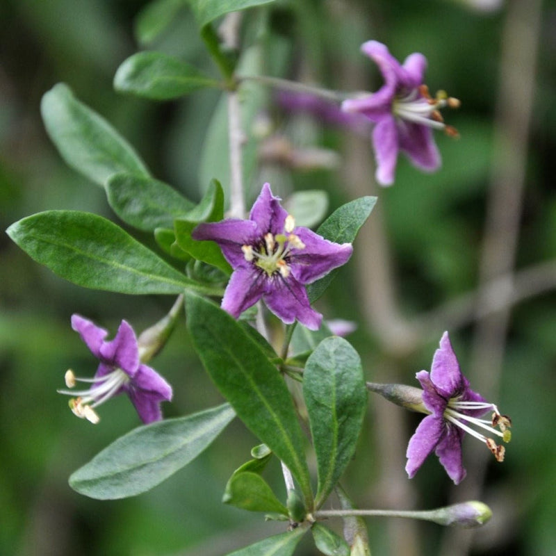 bloensem van Lycium Barbarum