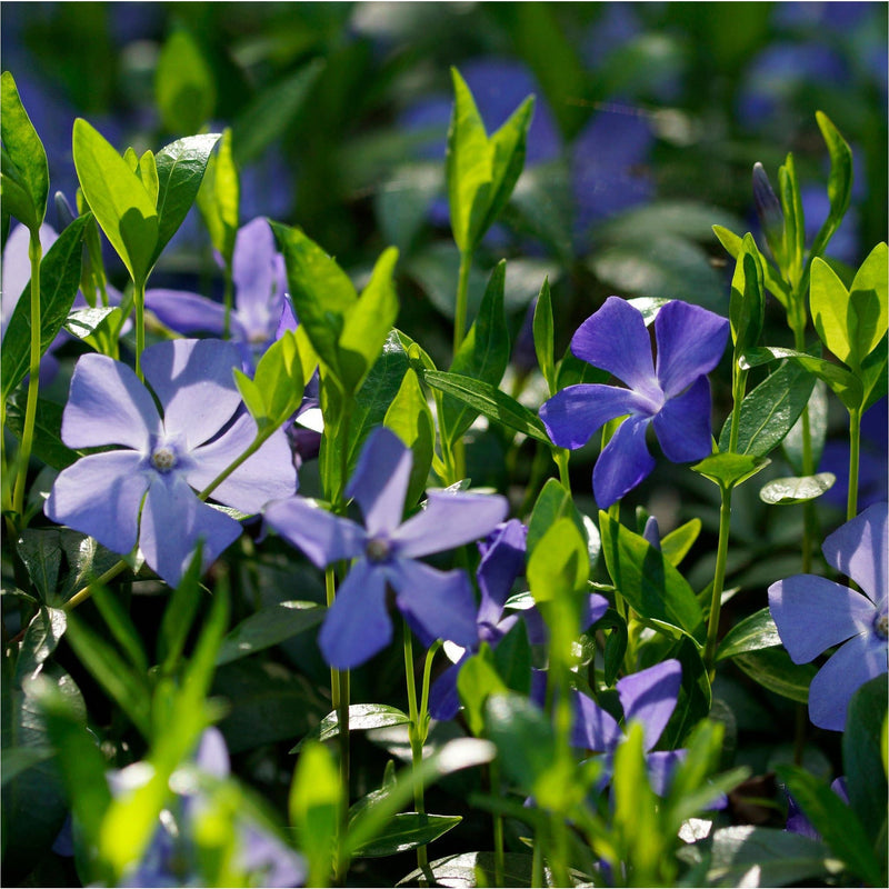 De paarsblauwe bloemen van de kleine maagdenpalm, als wieken van molens tussen jonge groene scheuten